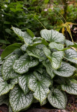 Brunnera Macrophylla Jack frost - брунера Джак Фрост(1596)